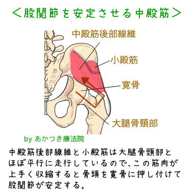 股関節を安定させる中殿筋後部線維
