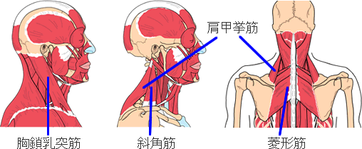 胸鎖乳突筋、斜角筋、肩甲挙筋のイラスト